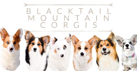 BLACKTAIL MOUNTAIN CORGIS .